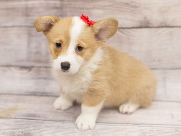 Pembroke Welsh Corgi DOG Female Sable and White 12162 Petland Wichita, Kansas