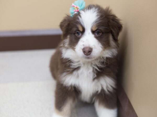 Australian Shepherd DOG Female Red and White 12161 Petland Wichita, Kansas