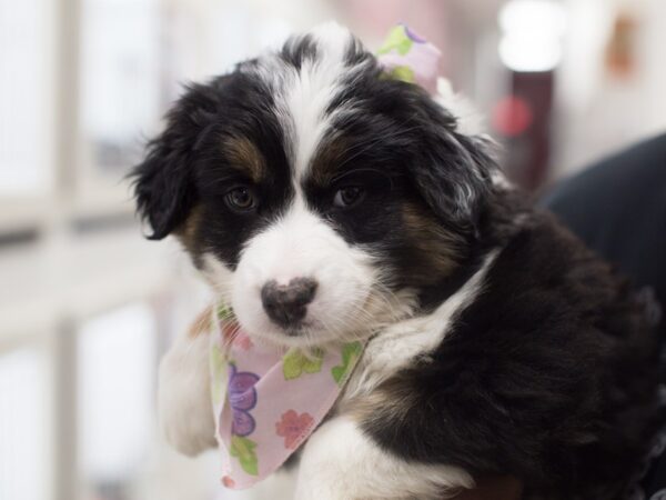 Australian Shepherd-DOG-Female-Black Tri-12160-Petland Wichita, Kansas