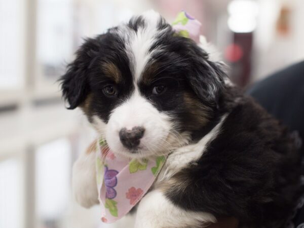 Australian Shepherd DOG Female Black Tri 12160 Petland Wichita, Kansas