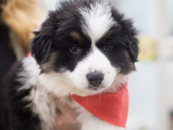 Australian Shepherd-DOG-Male-Black Tri-12159-Petland Wichita, Kansas