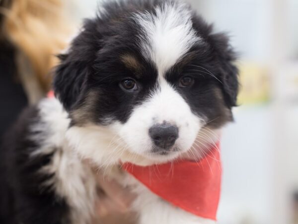 Australian Shepherd DOG Male Black Tri 12159 Petland Wichita, Kansas