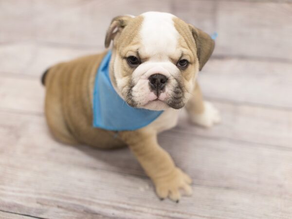 English Bulldog-DOG-Male-Blue Fawn and White-12158-Petland Wichita, Kansas