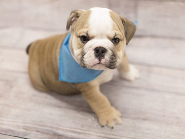 English Bulldog DOG Male Blue Fawn and White 12158 Petland Wichita, Kansas