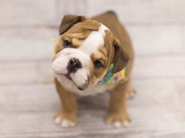 English Bulldog DOG Male Red and White 12157 Petland Wichita, Kansas