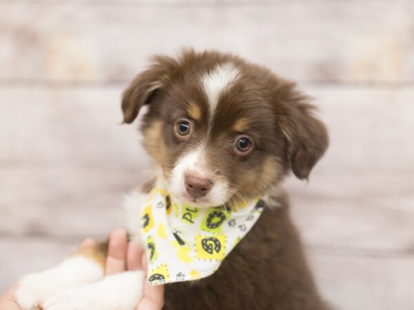 Toy Australian Shepherd DOG Male Red Tri 12156 Petland Wichita, Kansas