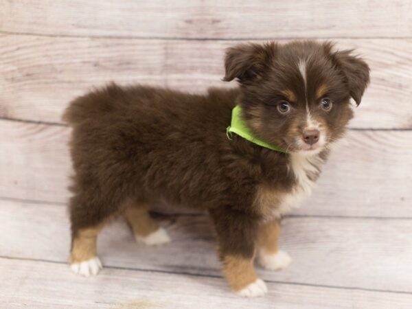 Toy Australian Shepherd DOG Male Red Tri 12155 Petland Wichita, Kansas