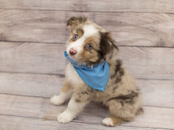 Toy Australian Shepherd DOG Male Red Merle 12154 Petland Wichita, Kansas