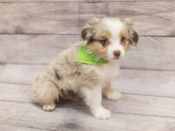 Toy Australian Shepherd DOG Male Red Merle 12153 Petland Wichita, Kansas