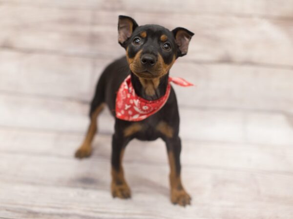 Miniature Pinscher DOG Male Black and Tan 12152 Petland Wichita, Kansas