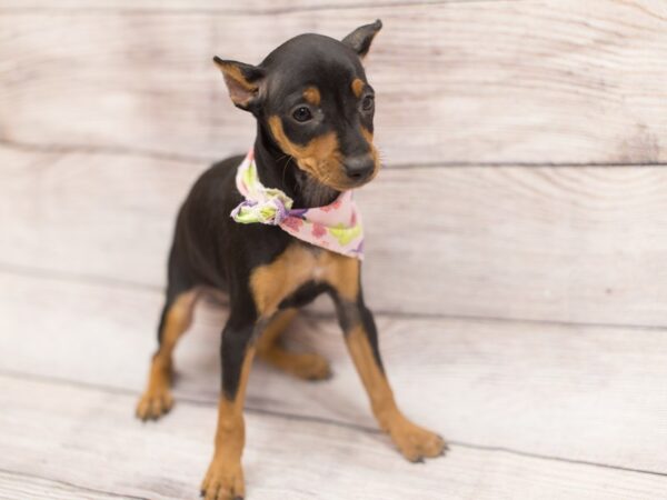 Miniature Pinscher DOG Female Black and Tan 12150 Petland Wichita, Kansas