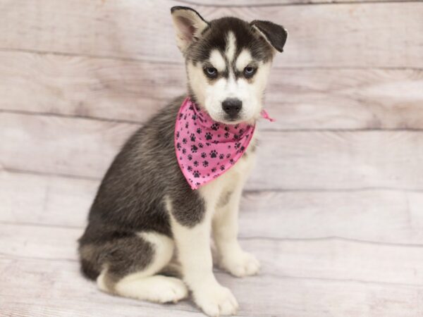 Siberian Husky DOG Female Black and White 12149 Petland Wichita, Kansas