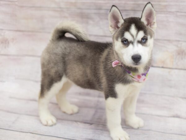 Siberian Husky DOG Female Black and White 12148 Petland Wichita, Kansas