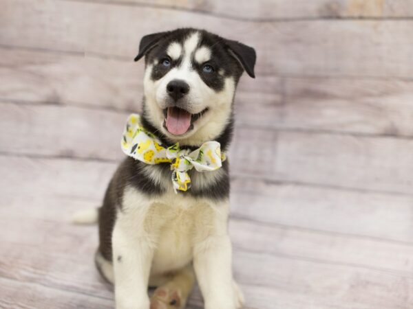 Siberian Husky DOG Male Black and White 12147 Petland Wichita, Kansas