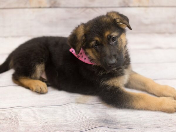 German Shepherd Dog DOG Female Black and Tan 12146 Petland Wichita, Kansas