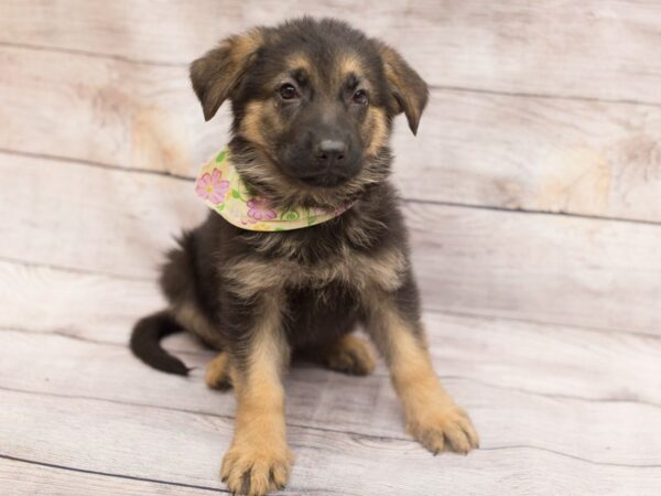 German Shepherd Dog-DOG-Female-Black and Tan-12145-Petland Wichita, Kansas
