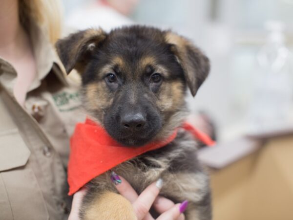 German Shepherd Dog DOG Male Black and Tan 12144 Petland Wichita, Kansas