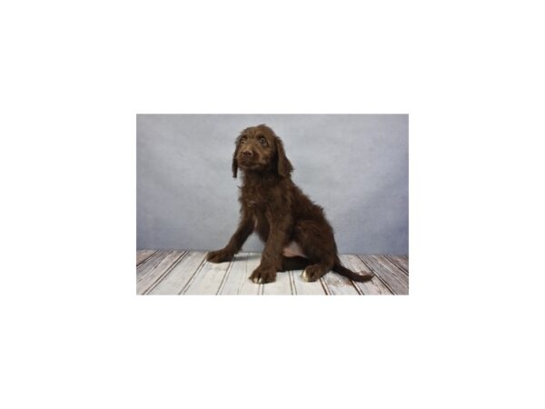 Labradoodle DOG Female Brown 12221 Petland Wichita, Kansas