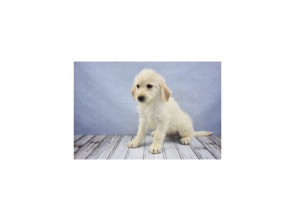 Labradoodle-DOG-Male-Yellow-12220-Petland Wichita, Kansas