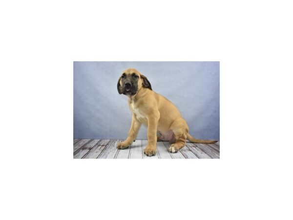 Great Dane-DOG-Male-Fawn-12182-Petland Wichita, Kansas