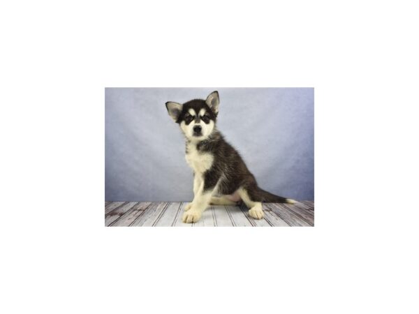 Alaskan Malamute-DOG-Female-Black and White-12180-Petland Wichita, Kansas