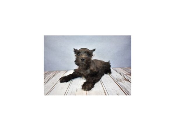 Miniature Schnauzer DOG Female Black 12192 Petland Wichita, Kansas