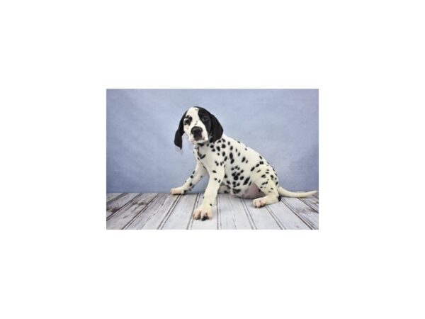 Dalmatian DOG Female White and Black 12190 Petland Wichita, Kansas