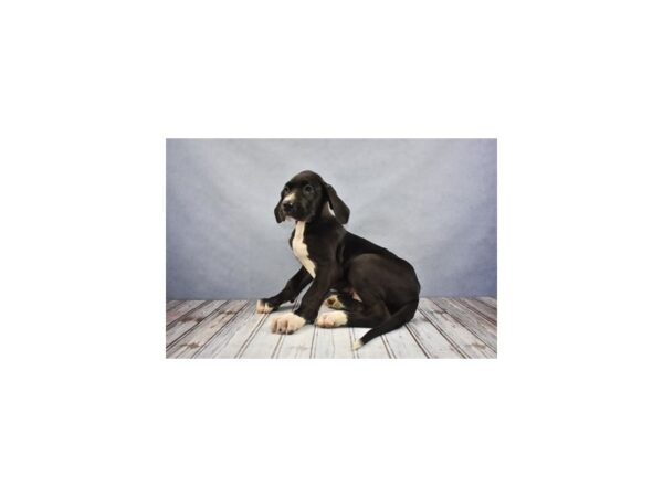 Great Dane DOG Female Black 12181 Petland Wichita, Kansas