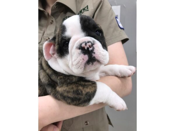 English Bulldog DOG Female Red Brindle and White 12171 Petland Wichita, Kansas