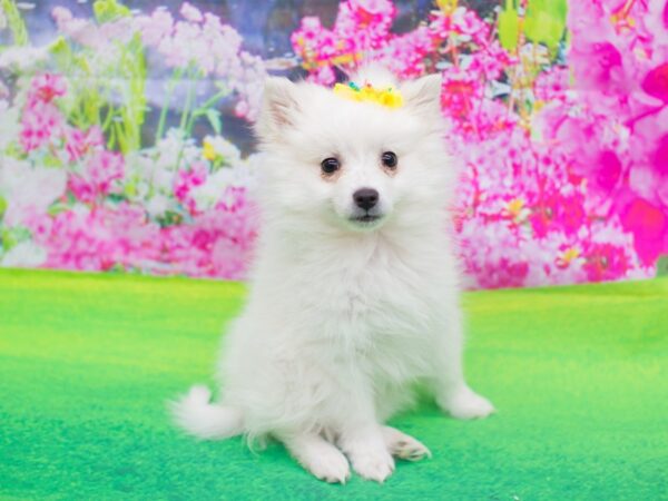 Miniature American Eskimo DOG Female White 12183 Petland Wichita, Kansas