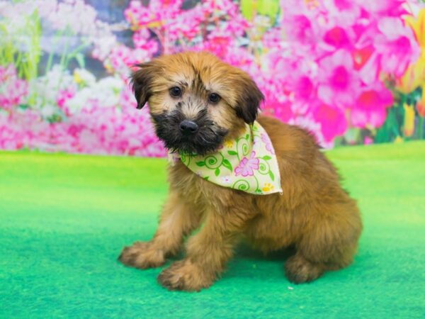 Soft Coated Wheaten Terrier DOG Female Wheaten 12178 Petland Wichita, Kansas