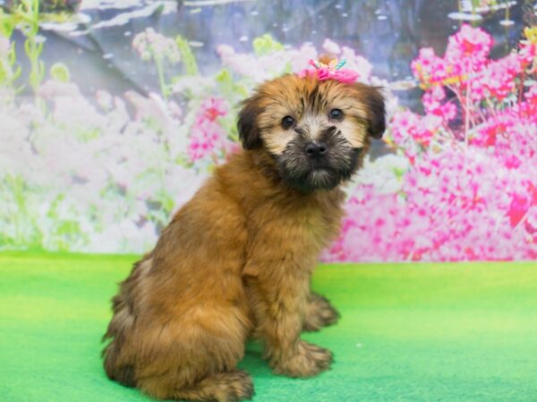 Soft Coated Wheaten Terrier-DOG-Female-Wheaten-12177-Petland Wichita, Kansas