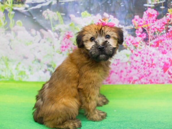 Soft Coated Wheaten Terrier DOG Female Wheaten 12177 Petland Wichita, Kansas