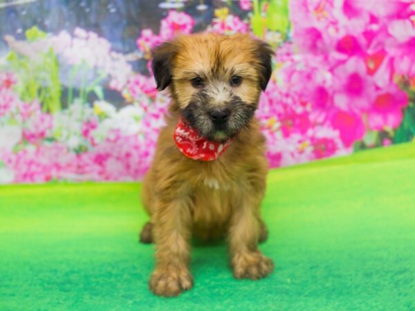 Soft Coated Wheaten Terrier DOG Male Wheaten 12176 Petland Wichita, Kansas