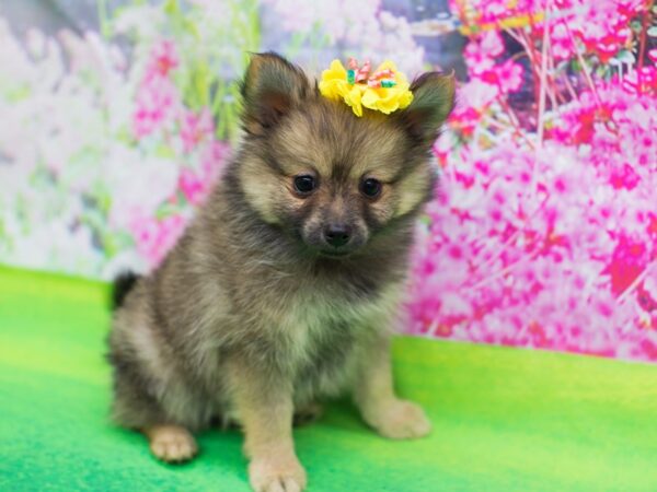 Pomeranian DOG Female Wolf Sable 12174 Petland Wichita, Kansas