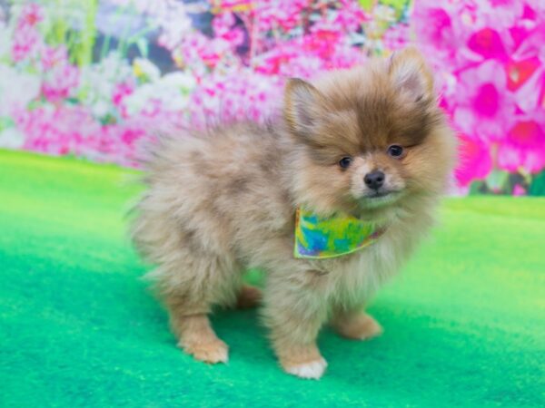 Pomeranian-DOG-Male-Blue Merle-12173-Petland Wichita, Kansas
