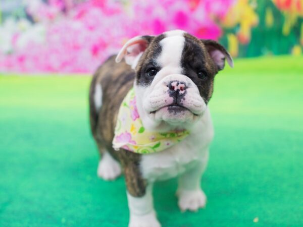 English Bulldog DOG Female Red Brindle and White 12172 Petland Wichita, Kansas