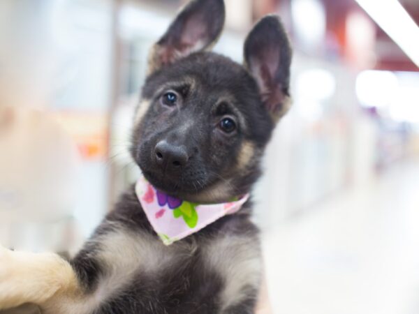 German Shepherd-DOG-Female-Black and Tan-12170-Petland Wichita, Kansas