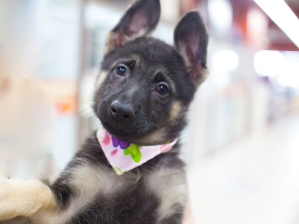 German Shepherd DOG Female Black and Tan 12170 Petland Wichita, Kansas