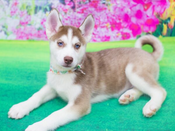 Siberian Husky DOG Female Red and White 12168 Petland Wichita, Kansas