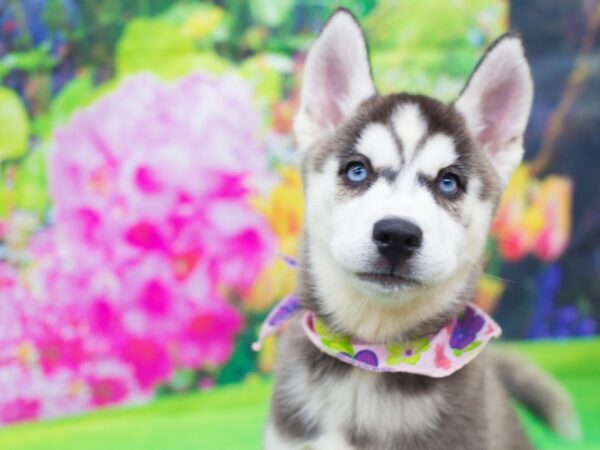 Siberian Husky DOG Female Black and White 12167 Petland Wichita, Kansas