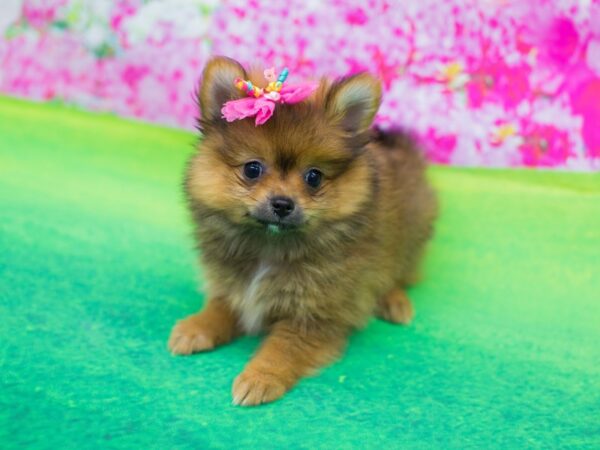 Pomeranian DOG Female Red 12175 Petland Wichita, Kansas