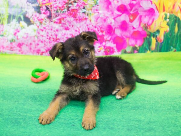 German Shepherd DOG Male Black and Tan 12169 Petland Wichita, Kansas