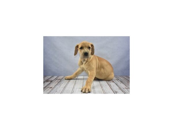Great Dane-DOG-Female-Fawn-12191-Petland Wichita, Kansas