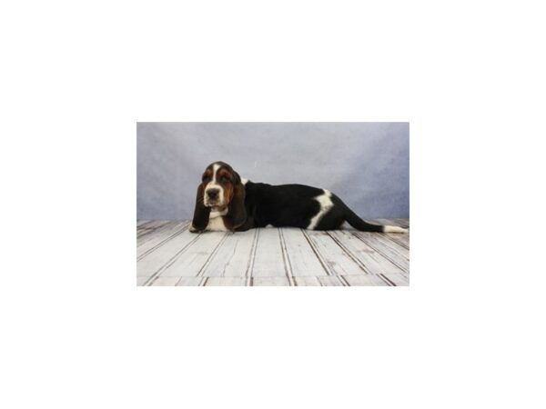 Basset Hound DOG Female Black White and Tan 12189 Petland Wichita, Kansas