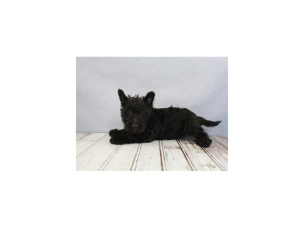 Scottish Terrier DOG Female Black 12193 Petland Wichita, Kansas