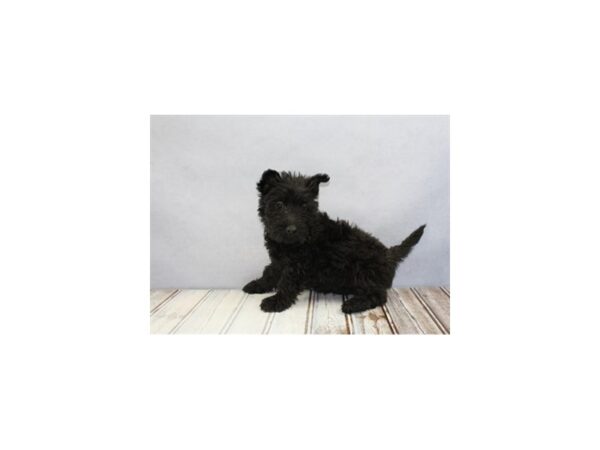 Scottish Terrier DOG Female Black 12194 Petland Wichita, Kansas