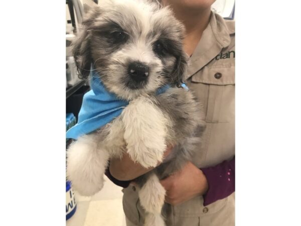 Aussie Poo DOG Male Blue Merle 12187 Petland Wichita, Kansas