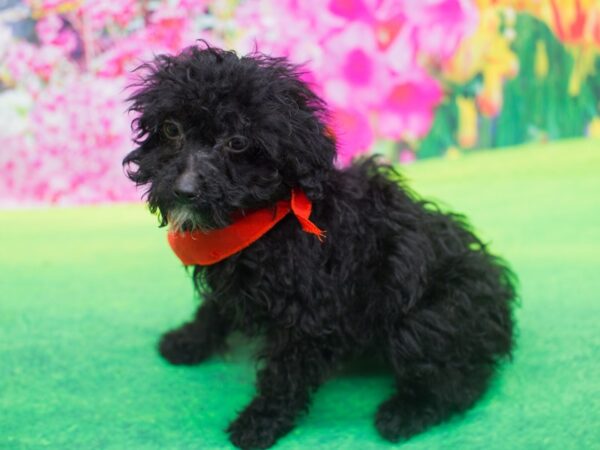 Toy Poodle DOG Male Black 12214 Petland Wichita, Kansas