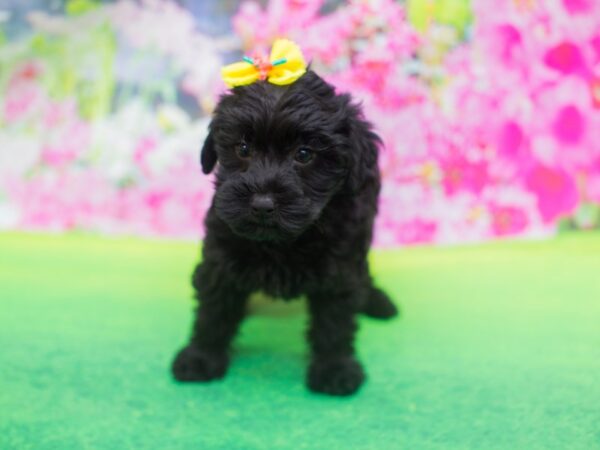 Yorkiepoo DOG Female Black 12213 Petland Wichita, Kansas